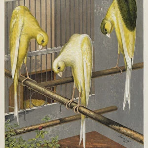 Belgian Canaries, Clear Yellow, Variecated Yellow, Clear Buff (colour litho)