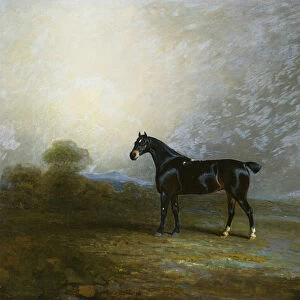 Bembo, a Favourite Hunter of Charles Shuttleworth, Esq. 1802 (oil on canvas)