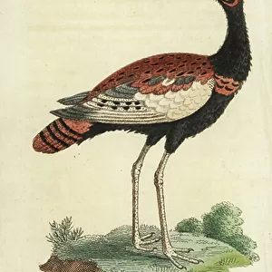 Bustards Collection: Bengal Florican