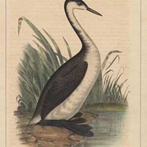 Birds, Plate XXXVIII, 1855 (colour litho)