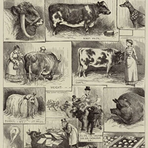 The Birmingham Cattle, Poultry and Dog Show (engraving)