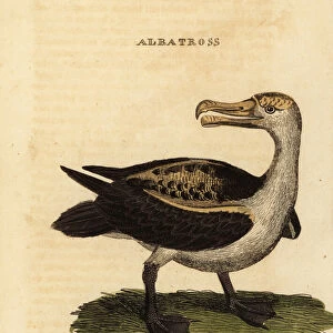 Black-browed albatross, Thalassarche melanophris