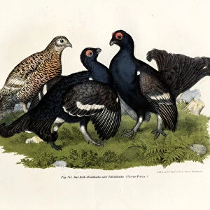 Black Grouse, 1864 (colour litho)