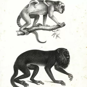 Atelidae Collection: Black Howler Monkey
