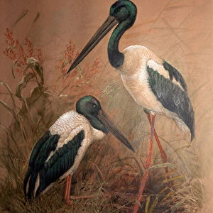 Black-necked Stork (Xenorhynchus australis), 1856-67 (w / c on paper)