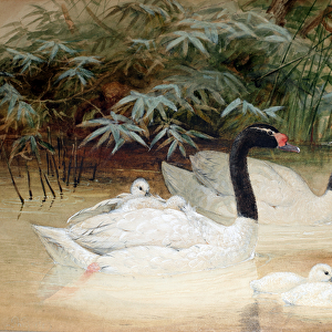 Black-necked swan (Cygnus nigricollis), 1852-54 (w / c on paper)