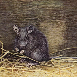 Black Rat, Epimys rattus (coloured photo)