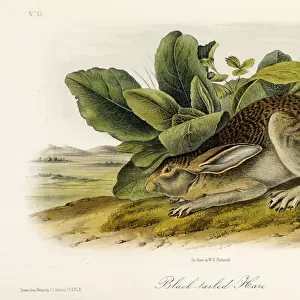 Black-tailed Hare, c. 1849-1854 (hand-finished colour lithograph)