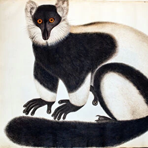 Black and white ruffed lemur, from the Animals in the Reeves Collection