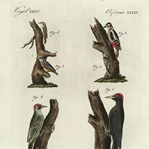 Treecreepers Collection: Related Images