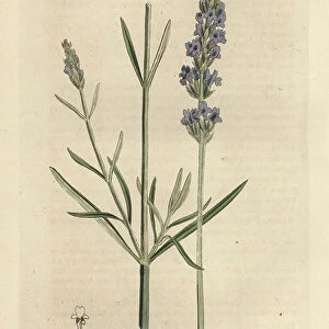 Blue flowered lavender, Lavandula spica