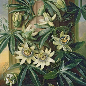 Blue Passion Flower for the Temple of Flora by Robert Thornton, 1800 (oil