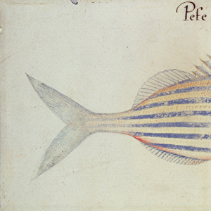 Blue striped grunt fish (w / c on paper)