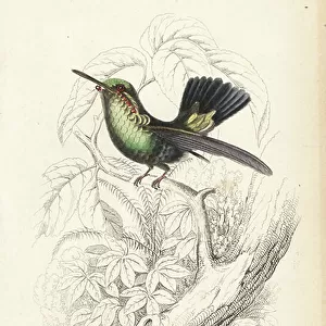 Hummingbirds Metal Print Collection: Blue Tailed Emerald
