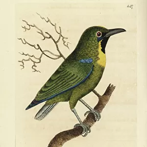 Passerines Canvas Print Collection: Leafbirds