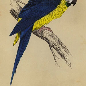 Blue and Yellow Macaw (colour litho)