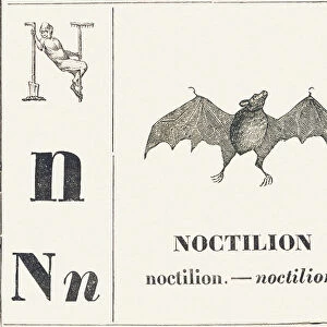 Born for Noctilion (fishing bat native to Latin America), 1850 (engraving)