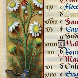 Botanical: chamomile with ladybug and dragonfly. Miniature from "