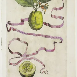 Prints of Botanical: Fruit, Veg., Plants and Tree : Botanical: Fruit, Veg., Plants and Trees