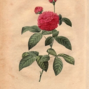 Botanical Plate, Flower, Rose Variete: The child of France (Rosa gallica agatha var. delphiniana). Cultivated by Monsieur Du Pont, circa 1802, known since the regne of Louis XV (1710-1774) and called "Enfant de France"