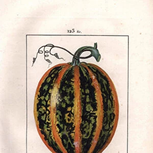 Botanical: pumpkin - Pumpkin, seed and section through fruit, pumpkin, Cucurbita pepo. Handcoloured stipple copperplate engraving by Lambert from a drawing by Pierre Jean-Francois Turpin from Chaumeton