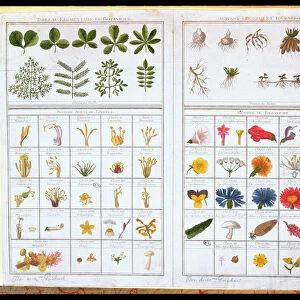 Botanical table after Carl von Linne (1707-78) and after Joseph Pitton de Tournefort