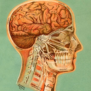 Brain and Facial Nerves of the Human Head, 1913 (chromolithograph)