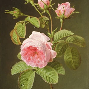 A Branch of Roses (oil on panel)
