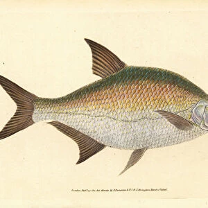 Bream, Abramis brama (Cyprinus brama). Handcoloured copperplate drawn and engraved by Edward Donovan from his Natural History of British Fishes, Donovan and F. C. and J. Rivington, London, 1802-1808