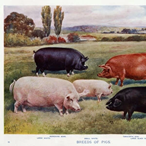 Breeds of Pigs (colour litho)