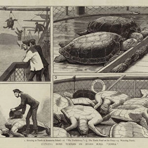 Bringing Home Turtles on Board HMS "Jumna"(engraving)