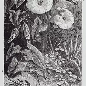 Dermaptera Canvas Print Collection: Black Earwig