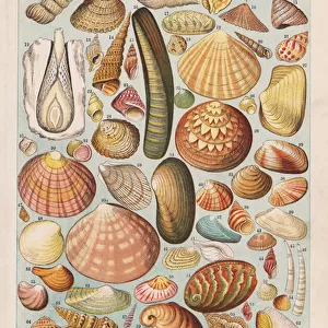 British sea shells (chromolitho)