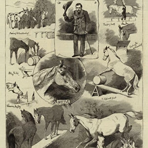 The "Broncho"Horses at the Royal Aquarium (engraving)