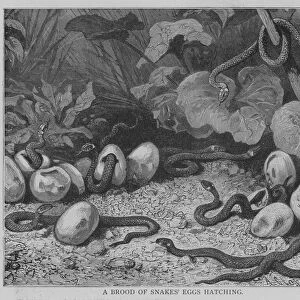 A Brood of Snakes Eggs Hatching (engraving)