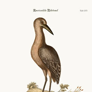 The brown Bittern, 1749-73 (coloured engraving)