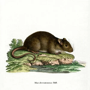 Brown Rat (coloured engraving)