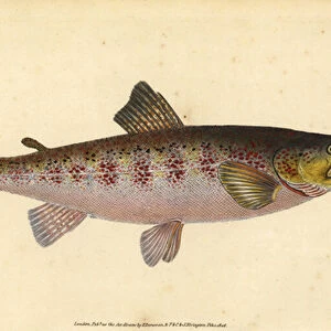 Brown trout, Salmo trutta fario (Trout, Salmo fario). Handcoloured copperplate drawn and engraved by Edward Donovan from his Natural History of British Fishes, Donovan and F. C. and J. Rivington, London, 1802-1808