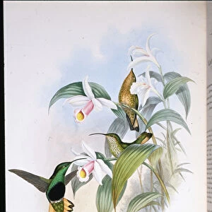 Buff-tailed Velvet-breast (Lafresnaya Flavicaudata) (hand-coloured litho)