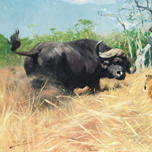 Buffalo and Lion Before the Fight, (oil on canvas)