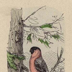 Bullfinch (coloured engraving)