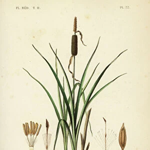 Bulrush or broadleaf cattail, Typha latifolia, Massette