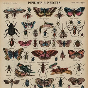 Butterflies and other insects (coloured engraving)