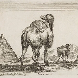 Camel viewed from behind, pub. 1641 from Diversi Animali (etching)