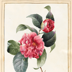 Camellia, 1827 (w / c with some bodycolour on vellum)