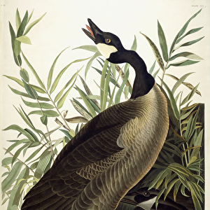 Canada Goose, c. 1827-1838 (hand-coloured etching with aquatint engraving)