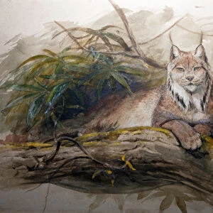 The Canadian Lynx (Felis canadensis), 1852 (w / c on paper)