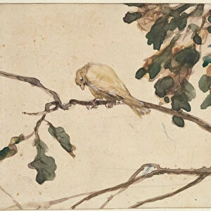Canary on an Oak Tree Branch (w / c on paper)