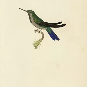 Hummingbirds Photo Mug Collection: Canivets Emerald
