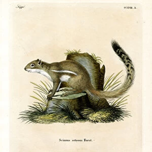 Cape Ground Squirrel (coloured engraving)